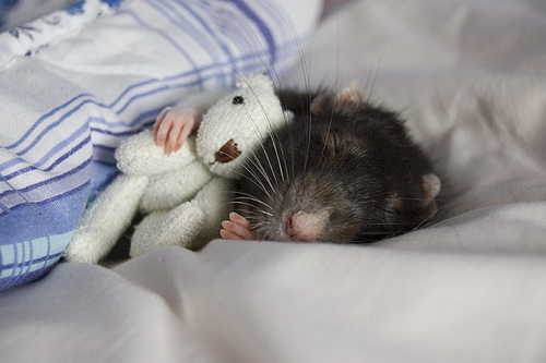 rat holding teddy bear