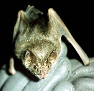 070815 vampire bat 02 300x292 Bad News Yall, Space Bat is Dead... R.I.P. Mr. Space Bat. Youll Be Missed.