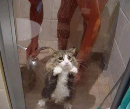 shower-cat. Poor kitty cat! If I didn't know better I figured it was a mouse 