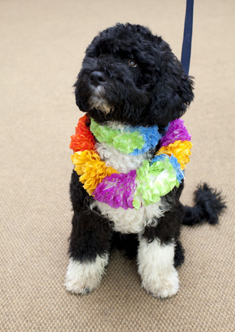 Portuguese Water Dog, Bo, is ze First Puppy! Barack Obama Must Be Proud!
