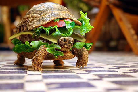 turtle-burger-on-flickr-photo-sharing.jpg