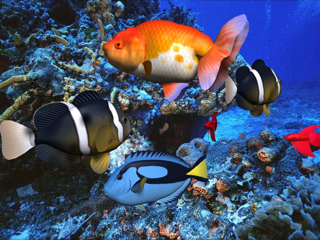 aqua Presentation Is Obstructed & Interuppted By a Rude Porn (Pr0n) Screensaver LULZ NSFW
