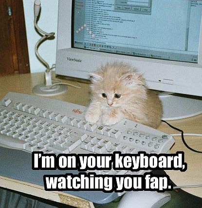 funny_cat_pictures_pc_41.jpg