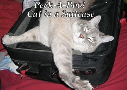 Cat in a Suitcase Vs. Pen! Some Cats Make Their Own Tricks.