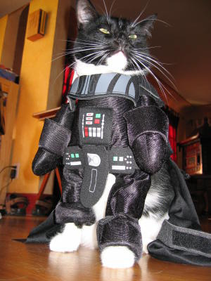 darth kitty Darth Kitty Darth Vador Wanted A Cat. The Force Can Go Through Whiskers.