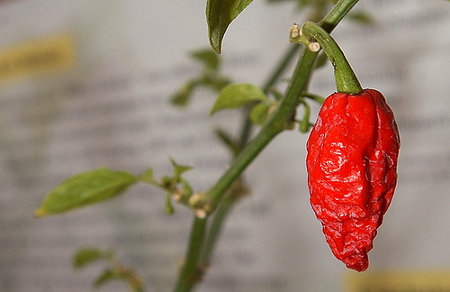 hot chili grenades India Planning To Make Hot Chili Grenade w/ Bhut Jolokia. Pepper Spray At lvl 1000.