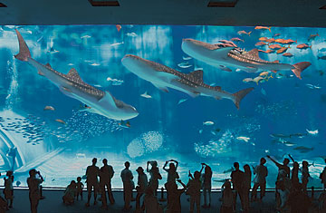 http://loyalkng.com/wp-content/uploads/2009/07/boa_aquarium_0505.jpg