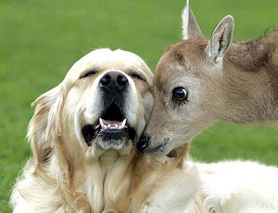 funny plays. deer-plays-with-dog-animal-