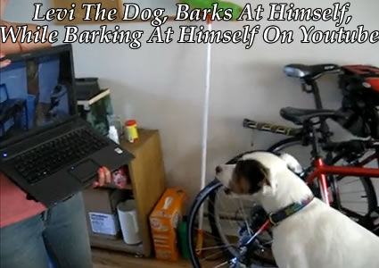 levi the dog barks at himself while barking at himself on youtube Levi the Dog, Barks at Himself, While Barking at Himself on Youtube! Talk About Tricky!