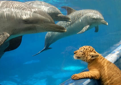 liger-tigon-dolphine-make-friends-scare.jpg