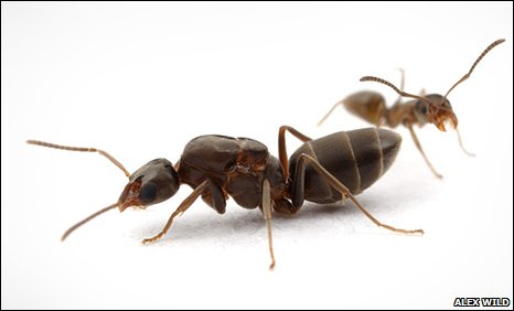 megacolonyants megacolonyants Ant Mega Colonies On Earth Wont Fight Each Other. The Mafia Of Ants.