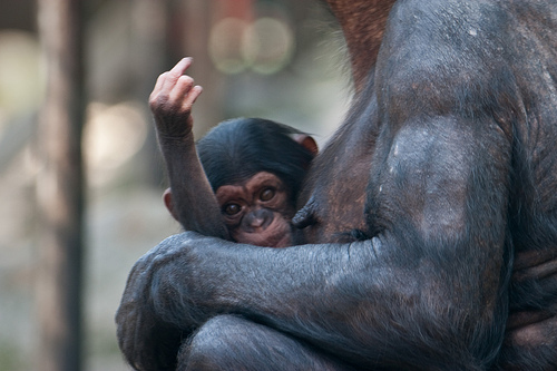 monkey-flipping-off-middle-finger-funny-comedy-animal-chimpze.jpg