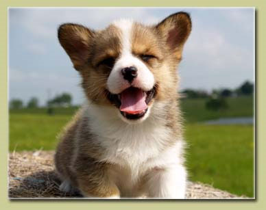 http://loyalkng.com/wp-content/uploads/2009/07/welsh-corgi-puppy-stampeed-dog-doggy-cute-animal.jpg