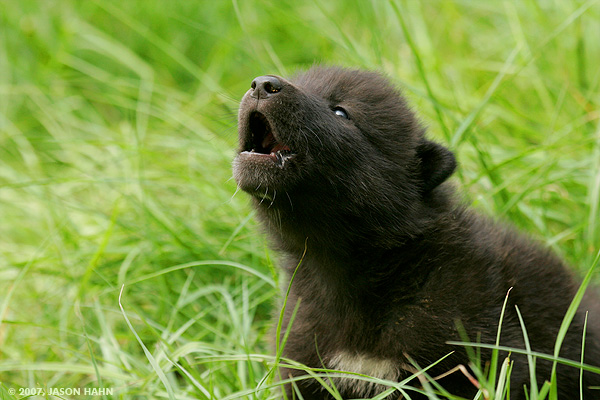 Wolfman, AKA Shaun Ellis, Teaches Young Wolf Pup How To Howl, 