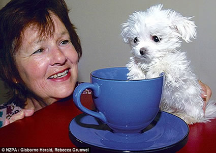 cup tea dog