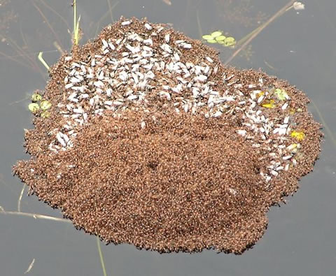 fire-ant-raft.jpg