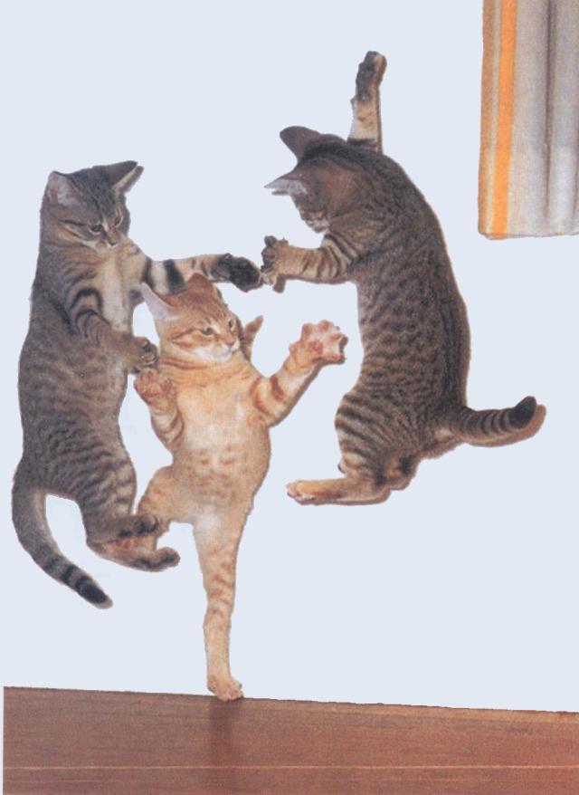 cat dance party