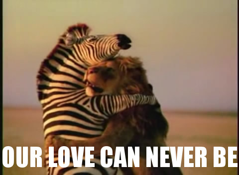 Lion Zebra Love