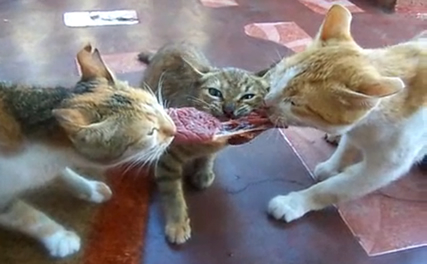 3-way-meat-tug-war-cats-cat-3-catz-steak-is-so-good-cat-not-so-much.jpg