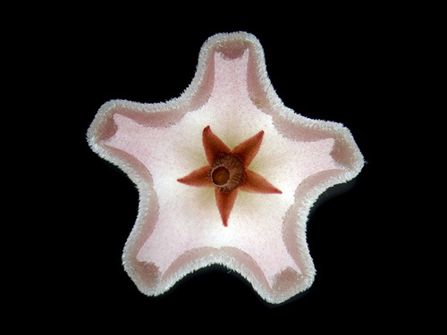 Microscopic Beauty of Photography's 500x_07sykoraweb Microscopic Beauty of Photography's 500x_07sykoraweb