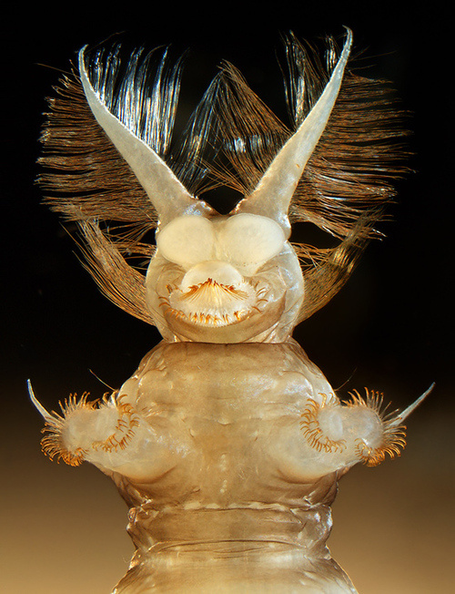 Microscopic Beauty of Photography's paraisweb Microscopic Beauty of Photography's paraisweb