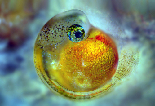 Microscopic Beauty of Photography's Microscopic Beauty of Photography's