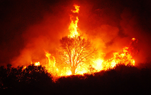 burning-emo-tree.jpg