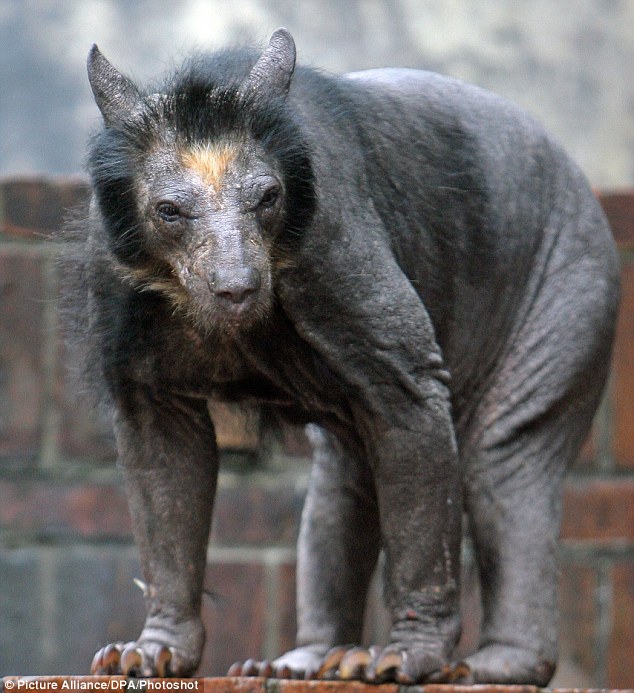 Hairless-Bear-Discovered-Vets-are-Confused-as-To-Why-Mr.-Bear-is-Now-Bald.jpg