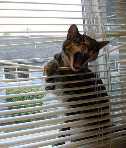 Teddy the Cat Washes It's Owner's Windows w It's Tongue & Paws!