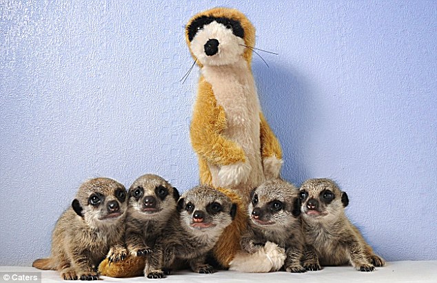 Meerkat Orphan’s Mother Dies During Childbirth, & Finds Comfort W