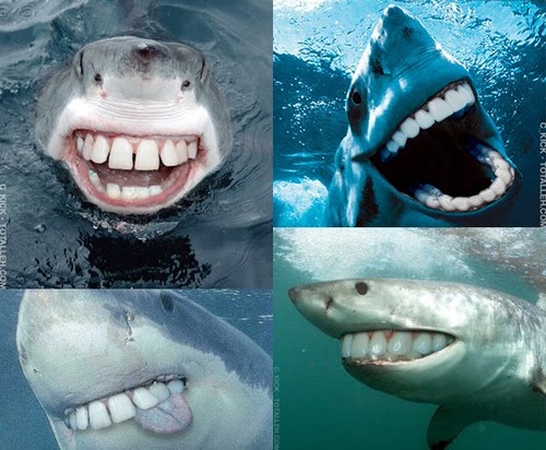 shark-teeth-stupid-funny-friday-white-shark-whale-dentures.jpg
