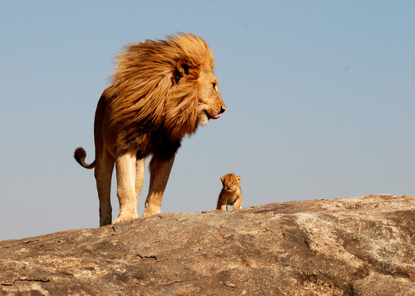 real-life-lion-king-mufasa-simba-pumba-tiger-lion-warthog.jpg
