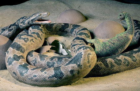 dino eater Snake Eats Baby Dinosaur Eggs, A.K.A Lil Little Foot, In A Fossil. Studied By Paleontologist Paul Sereno of the University of Chicago. The Land Before Time Is Gone Foreve.