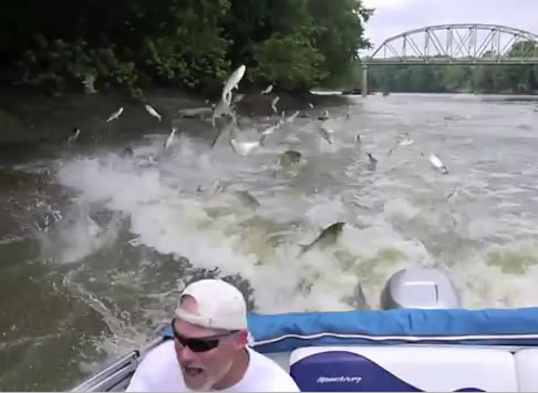 Asian Silver Carp Ownage with Mark Kirby Brendan Kearns Catching Carp by Making Them Fly1 Asian (Silver) Carp Ownage with Mark Kirby & Brendan Kearns! Catching Carp by Making Them Fly!