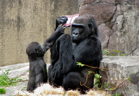 donkey kong 3 Gorilla Playing Donkey Kong On Nintendo DSi XL, Pictures Dont Lie! They Dont Share, Ever!
