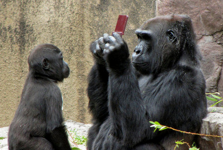 donkey kong Gorilla Playing Donkey Kong On Nintendo DSi XL, Pictures Dont Lie! They Dont Share, Ever!