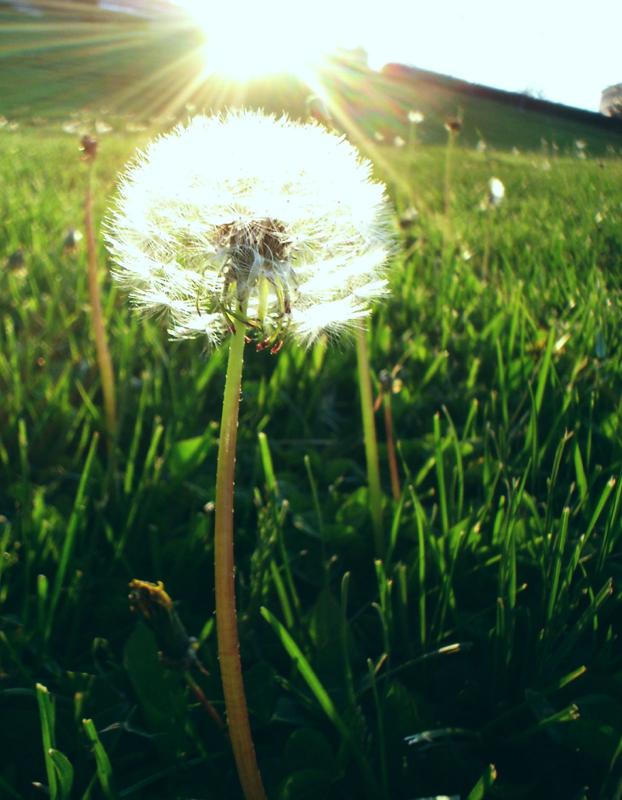 those dandelions actually