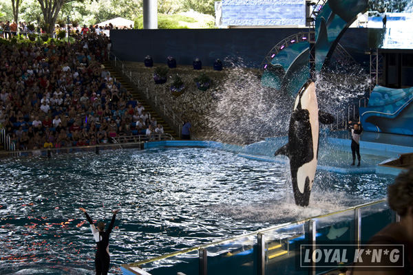 Shamoo Ride Seaworld Visiting Fishy Friends at Sea World San Antonio TX! Meeting Shamoo ...
